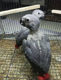 African grey parrot chicks for sale 03197605422