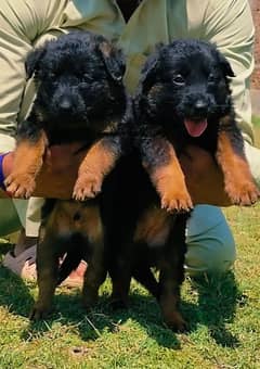 German Shepherd Double Coat Pair / Black German Shepherd Puppies