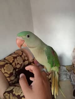parret