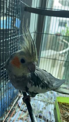 rhymes singing cockatiel for sale