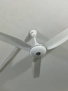 Royal Ceilif Fan New