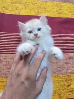 Persian Kittens 40 Days Old for Sale
