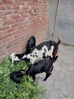 Desi Bakri or bacha urgent for sale wattsapp on 03491031425