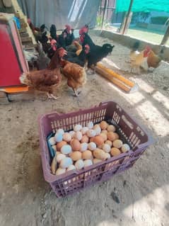 Desi fertile eggs available,Golden misri patian (chicks), starter hens