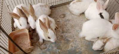 Rabbit babies khargosh