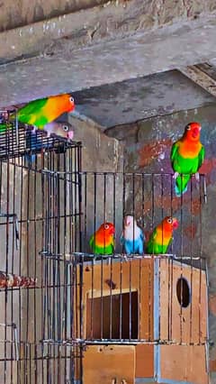 Lovebirds