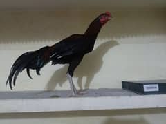 pure aseel mianwali