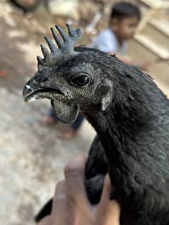 Breeder chicken