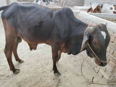 desi bull