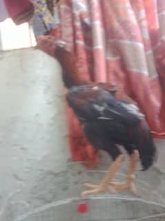 Lakha Aseel mianwali patha murga
