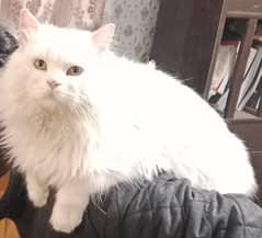 Male persian cat for sale
