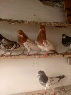 pigeon