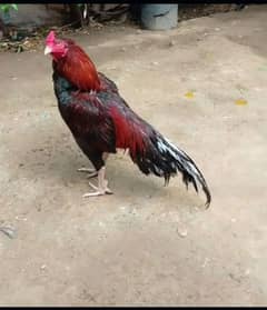 Pure Aseel miawali