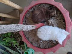 Pure Persian kittens