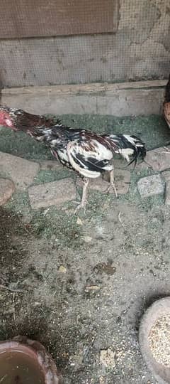 aseel 4 murgi 1 murga urgent sale