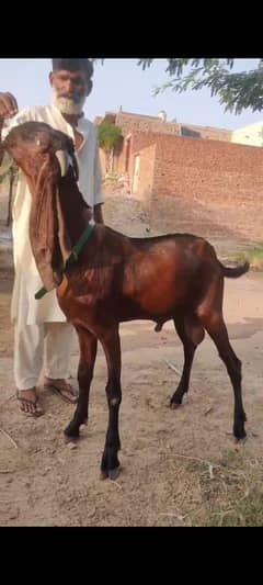 nagra donda bakra undall