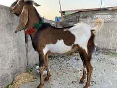 Donda bakra for sale qurbani 2025