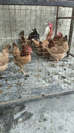 Egg Lay Golden Hens