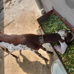 bakra for sale