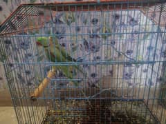 Pair