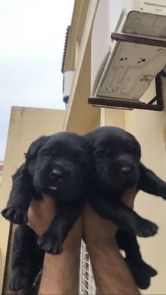 Labrottie Pups 6 week pedigree