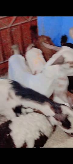 10 Bakra Qurabani k for sale