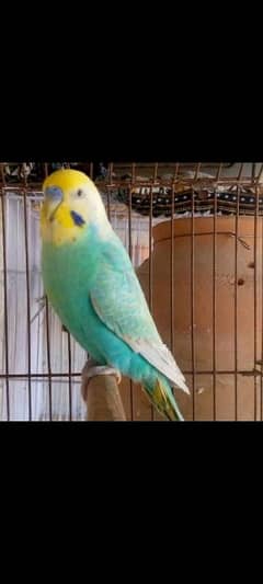 undersized double factor golden face torque male