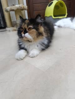 Persian cat | Triple Coated | Punch face | fluffy | cat