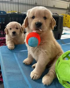 golden retriever 03198435459