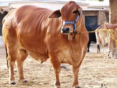 cow