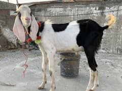 Donda bakra for sale qurbani 2025/03155075804