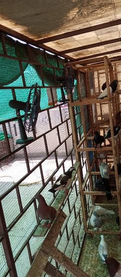 birds care fan