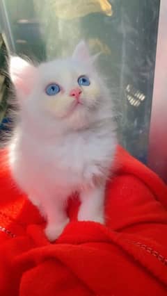 (0327-3471851) Top Quality Persian kitten or cat baby