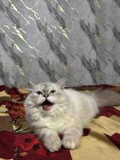 percian kittens  pair
