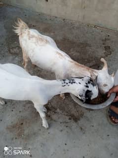 Teddi Bakra bakri pair