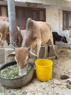 Cow 2 Dant