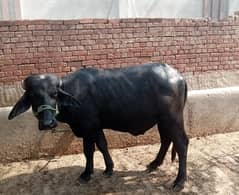 Healthy Buffalo CALF for QURBANI