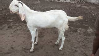 Barka for sale qurabni bari height ha munasab rate ha