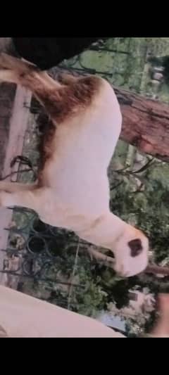 Chatra  Sheep Domba