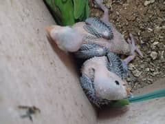 parrot kids