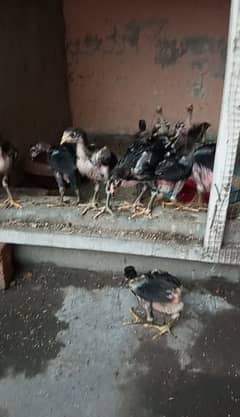 lasani chicks available
