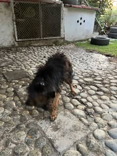 german shepherd