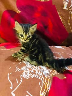 Persian kitten