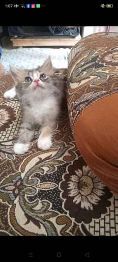 CUTE