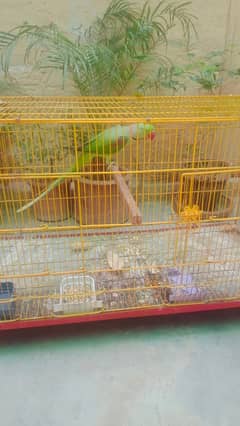 Raw kashmiri breeder Male Available