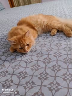 Persian double coated cat