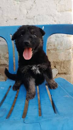 German shepherd puppy for sale