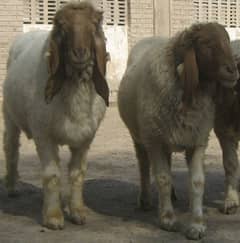 Lohi breed Sheep male available for Qurbani (دو عدد)