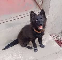 German Shepherd female teen mahine long coat for sale vaccine ok