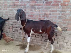 do dant ki pat ha or ak bhakri ha korani ki lea for sil ha